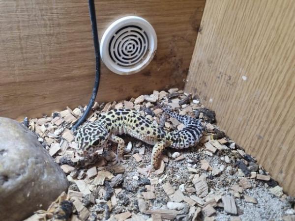 Image 3 of Gecko (male and female) and set up