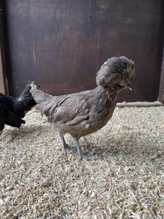 Image 3 of Young bantam hens, variety of colours and breeds
