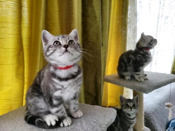 Image 1 of BSH Classic Silver Tabby