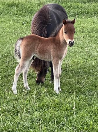 Image 3 of Stunning little AMHA and bmhs show colt for HOYS and RIHS