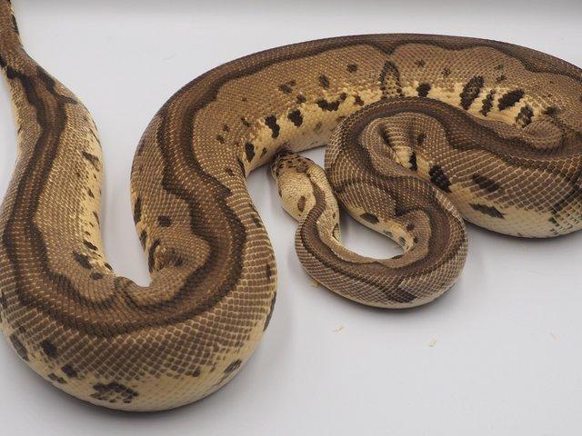 Preview of the first image of Ball python pastel leopard clown.