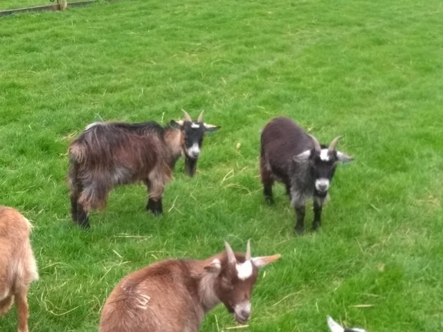 Preview of the first image of Two Year OldBeautiful Pygmy Nanny Goats.