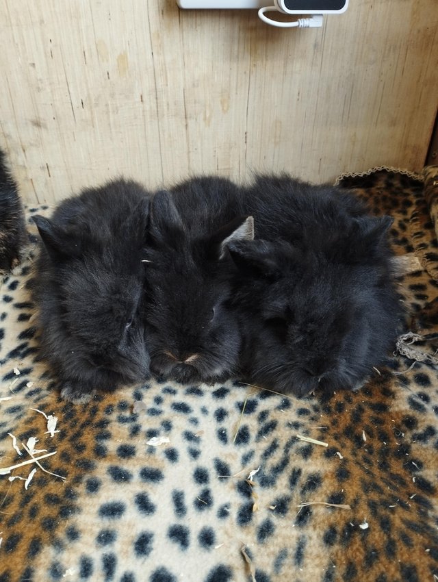 Preview of the first image of 3 Male lionhead bunnies.
