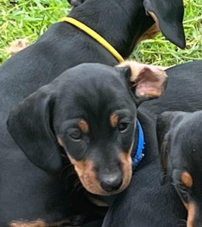 Image 7 of Reduced- Miniature Dachshunds Ready to go