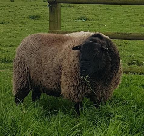 Image 1 of Two texel x rams for sale for breeding or pet