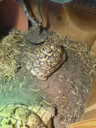 Image 2 of 3 leopard tortoise, 18yrs old and 8yrs old. Read description
