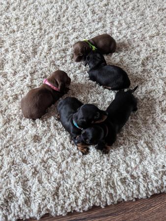 Image 5 of 2  smooth haired miniature dachshunds left, ready now