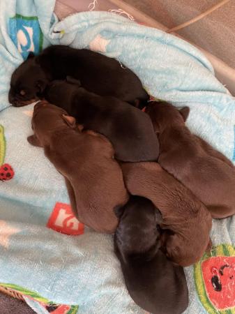 Image 10 of SOLD Beautiful Doberman puppies READY 11th MAY