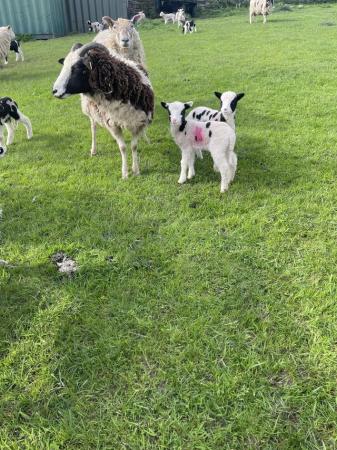 Image 1 of Jacob cross ewes with lambs at foot