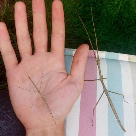 Image 5 of RARE Togian Island Stick Insects (Ramulus togianense)
