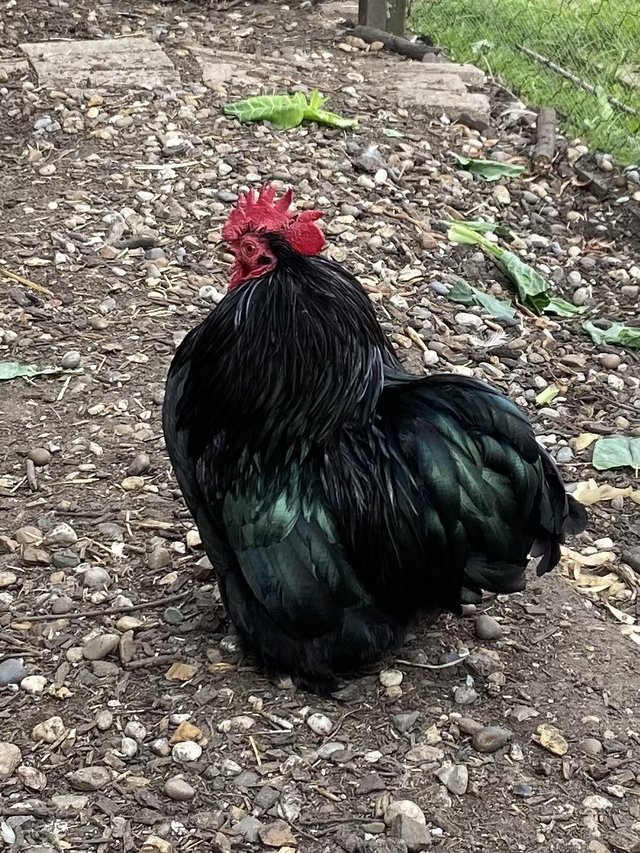 Preview of the first image of Black Pekin Bantam Cockerel.