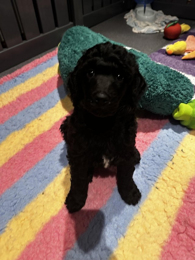 Preview of the first image of 9 week old Standard poodle puppy.