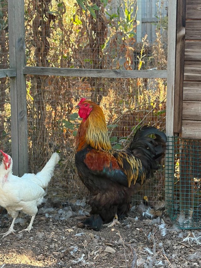 Large Brahma Cockerel - — photo 2 of 2