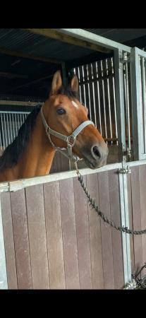 Image 1 of 14.2hh 13 yr old gelding