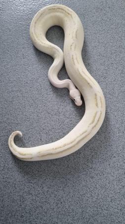 Image 4 of ball python ( yellowbelly spark) pastel puma