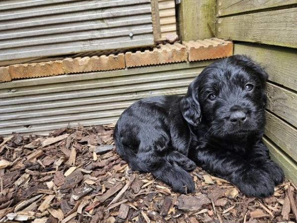 Image 15 of Labradoodle puppies **Health tested parents**