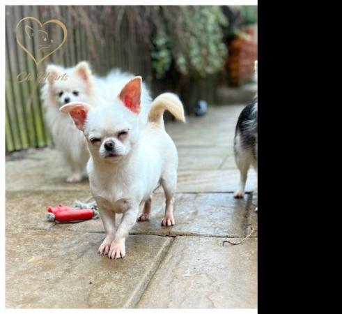 Image 3 of Chihuahua puppies Russian and  Ukrainian lines
