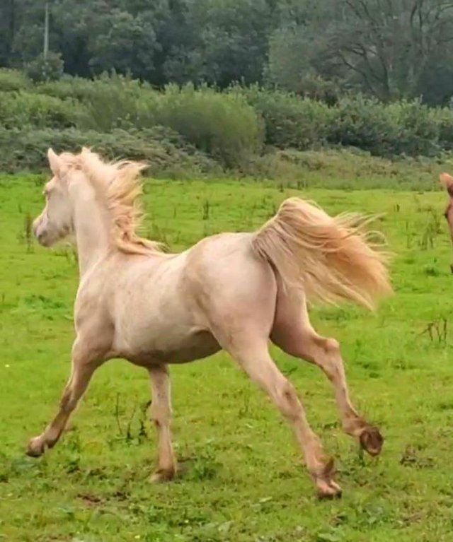 Preview of the first image of Cremello 2yo Reg WPB Gelding to make 13.2hh.