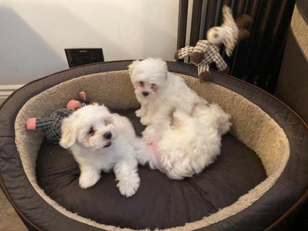 Image 2 of Two Maltese Female Puppies