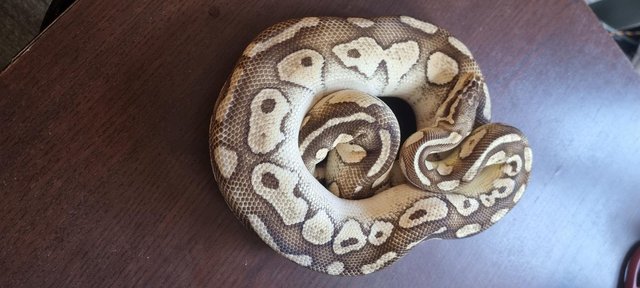 Image 2 of Full collection of ball pythons and racking