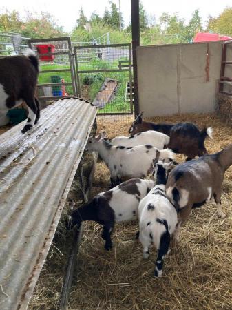 Image 3 of Pygmy goat nannies of various ages for sale due to herd redu