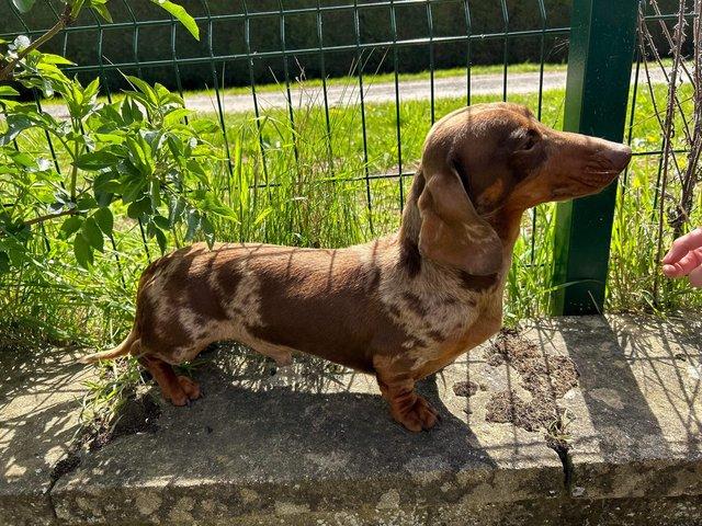 Preview of the first image of Mini smooth Dacshund at stud chocolate dapple and black Tan.