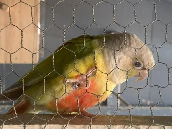 Image 4 of conures breeding pair for sale