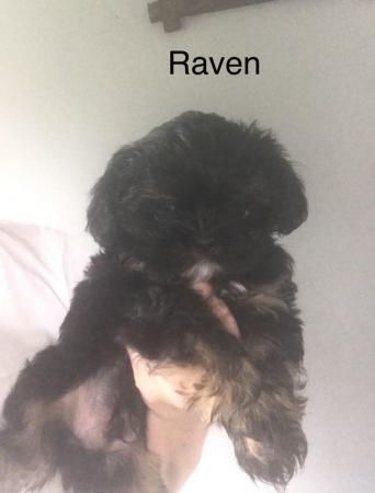 Image 12 of 2 beautiful male shih tzu left £500 ready now 9 week old