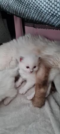 Image 4 of Adorable Ragdoll Kittens with 5 generation ancestry
