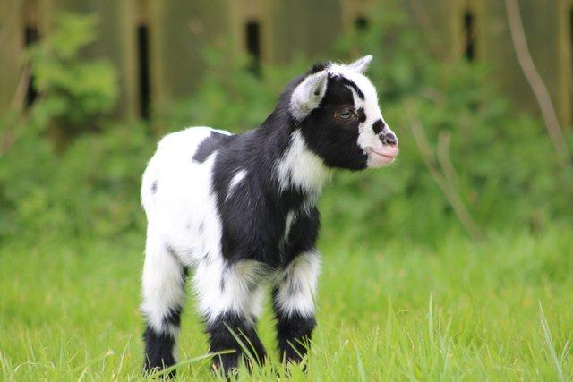 Image 2 of PGC registered Pygmy goat from accredited herd