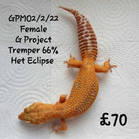 Image 1 of Leopard Geckos Available For New Homes