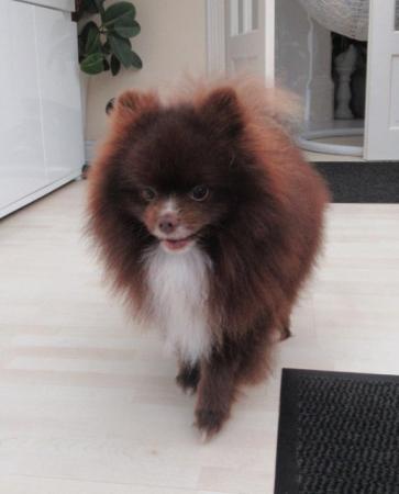 Image 2 of Pomeranian Lilac Chocolate Male looking for Forever Home