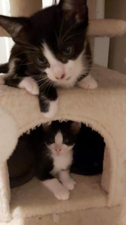 Stunning Oriental Kittens BLACK AND WHITE 3 BOYS for sale in Biggleswade, Bedfordshire - Image 18