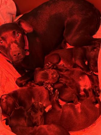 Image 4 of Patterdale pups ready now