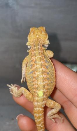 Image 2 of Beautiful red and yellow citrus blue bar bearded dragons
