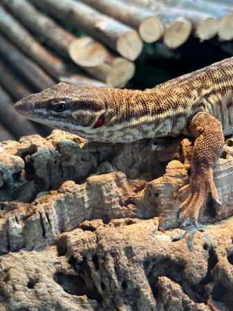 Image 5 of Ackie Monitor Female (11 months)