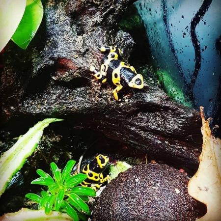 Image 6 of Rehoming Service - Exotic Frogs & Toads