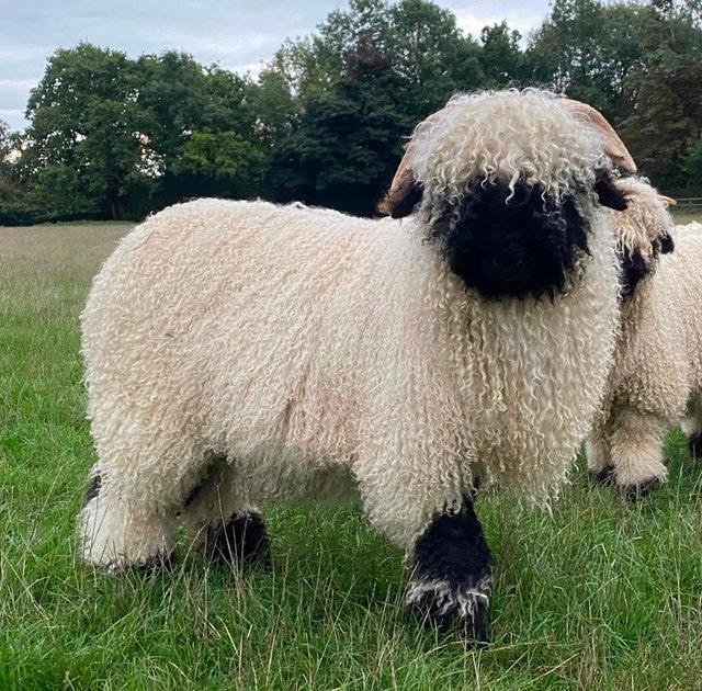 Preview of the first image of Sevton Johnny Depp Shearling Ram Valais Blacknose.