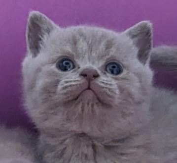 Image 3 of Pedigree British Shorthair Kittens