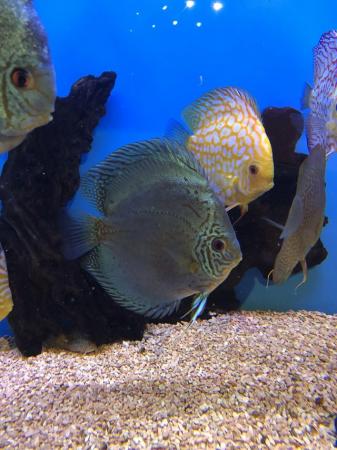 Image 10 of 12 Chens Discus for sale