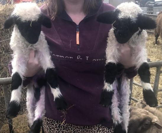 Image 1 of Valais blacknose orphans castrated