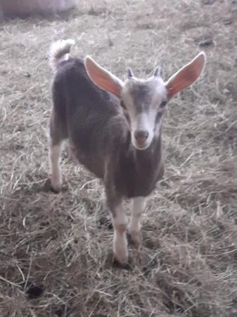 Image 1 of Male and female friendly goat kids