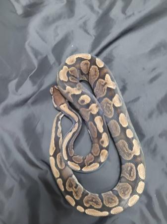 Image 4 of Ghi 2 year old royal python