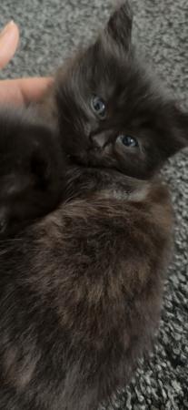 Image 28 of Ragdoll cross brown fluffy male / female kittens
