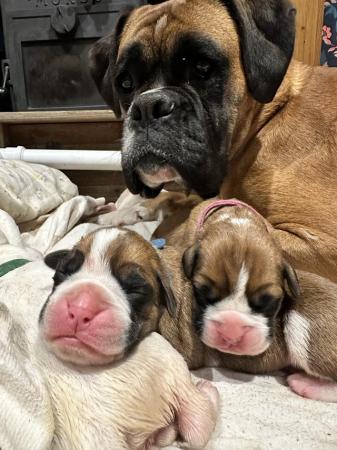 Image 7 of Stunning 3rd generation boxer puppies