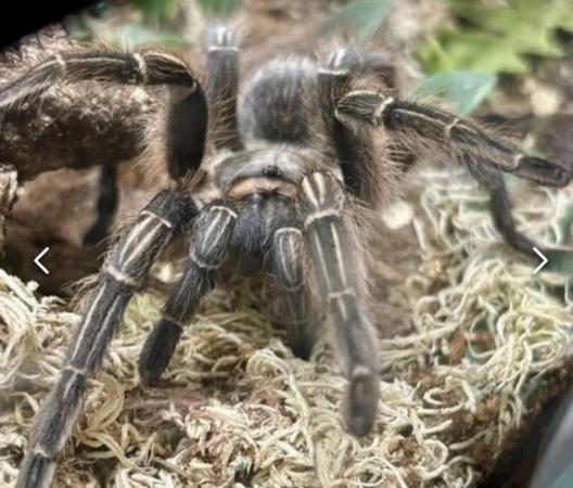 Image 10 of Tarantula collection for sale