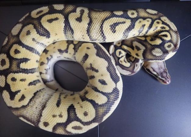 Image 4 of Male Superfly Royal Python - Super Pastel Firefly