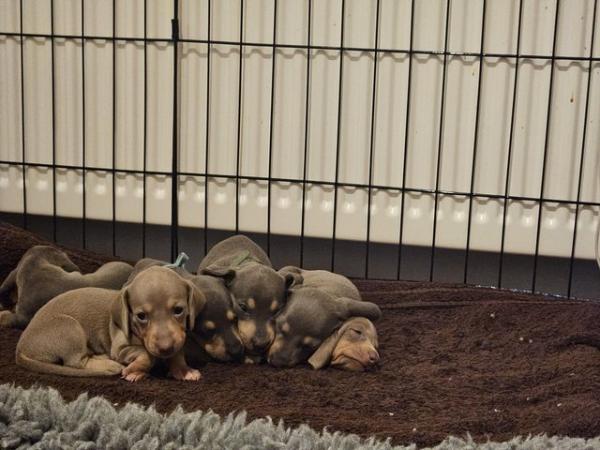 Image 7 of Miniature Dachshund Puppies