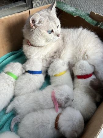 Image 3 of British shorthair Silver kittens