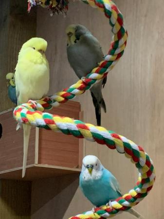 Image 2 of Baby budgies and breeding pairs for sale